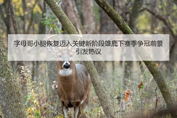 字母哥小腿恢复迈入关键新阶段雄鹿下赛季争冠前景引发热议